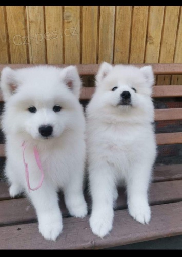 Samoyed tata.