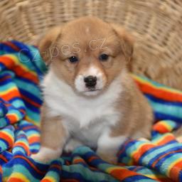 Pembroke Welsh Corgi.