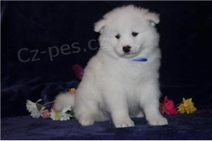 Vycvien tata Samoyed.