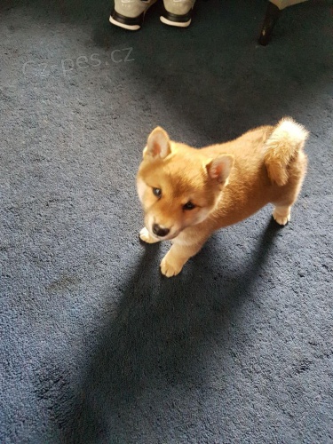 tata Shiba Inu.