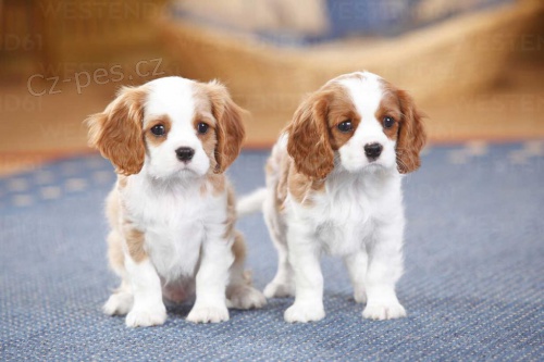 King Charles Cavalier panl.