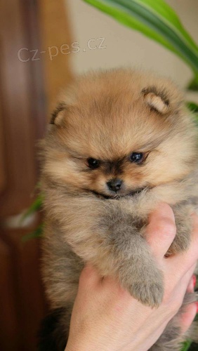 miniaturn tata pomeranian na prodej. Jsou okovan a oderven.