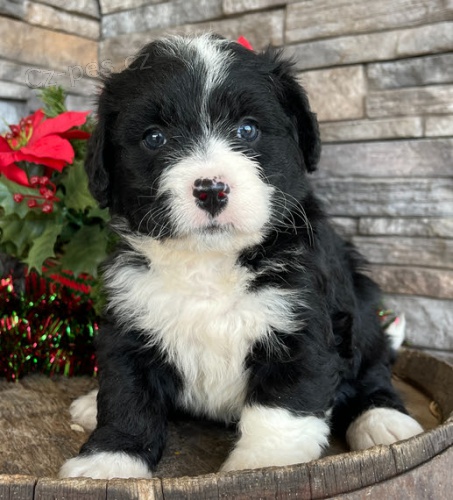 ttka Bernedoodle k ADOPCI.