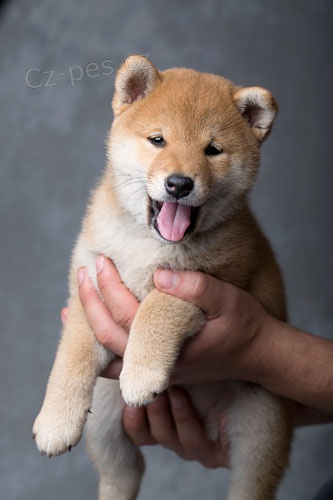 tata shiba inu k adopci