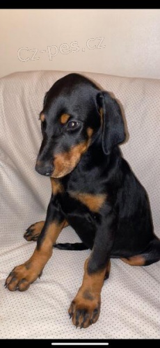 tata doberman.