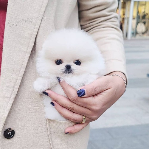 K dispozici krsn tata pomeranian