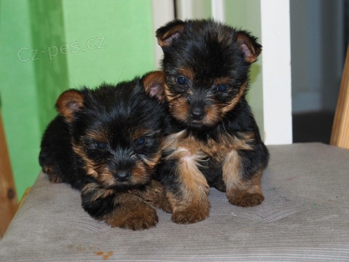 Yorkshire terrier bez PP