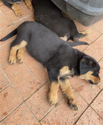 Rottweiler tata, dvka a chlapec.