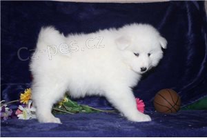 Samoyed tata.