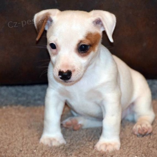 Prodm tata jack russell terira. Vechna tata jsou okovan a zdrav.