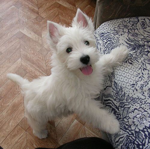 Mini tata West Highland White Terriers k adopci