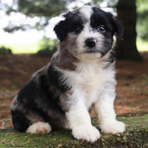 zdrav tata Aussiedoodle k adopci.