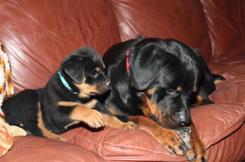 Roztomil tata rottweiler.