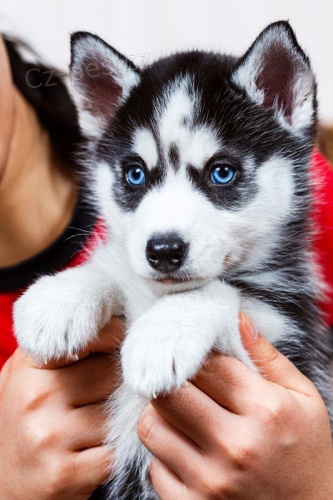 sibisk husky s krsnma modrma oima. ttka jsou vechna oderven, okovan a socializovan. Jsou pipraveni k adopci.