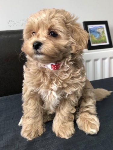 zdrav tata Maltipoo samec a fenka k adopci.