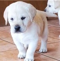 Labrador retriever tata pipravena.