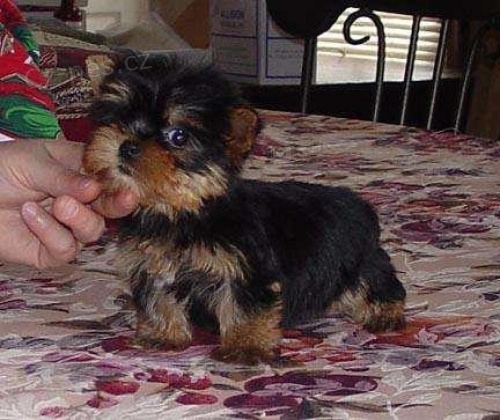 tata Yorkie terira.