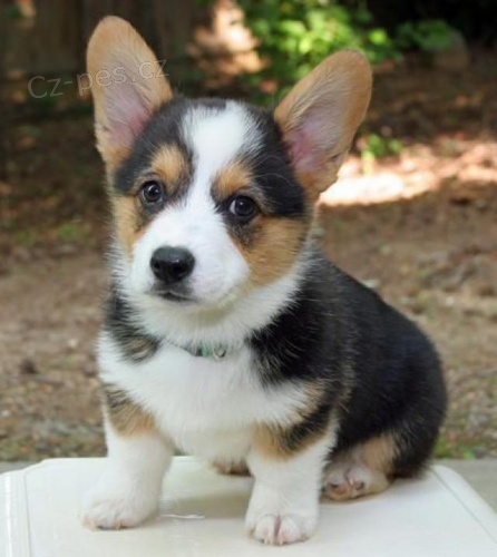 K dispozici ttka Corgi.