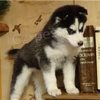 Roztomil mu a ena sibisk husky.