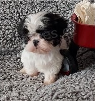 Rozkon tata Shih Tzu.