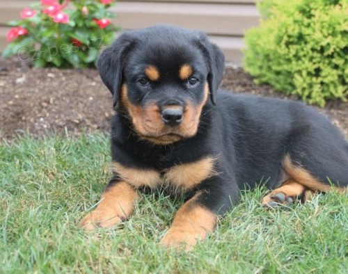 Ndhern tata rottweiler.