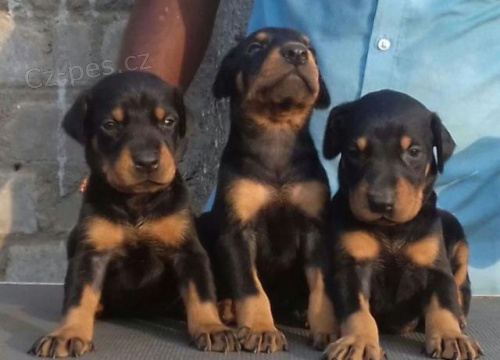 Champion Pedigree Dobermann tata.