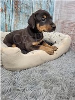 Rodokmen tata Dobermann.