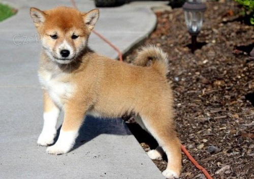 Shiba Inu tata pipravena.