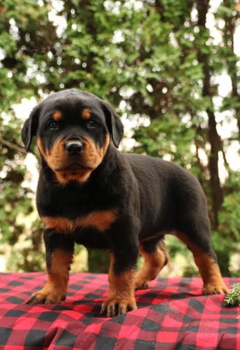 Krsn ttka Rottweiler pipravena.