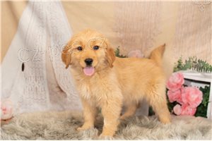 Krevn linie Golden Retriever tata pipravena.