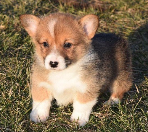 Rozkon tata Pembroke Welsh Corgi.