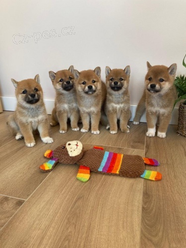 Hrav ttka Shiba Inu pipravena.