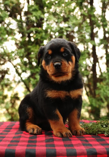 Ndhern tata Rottweiler pipravena.