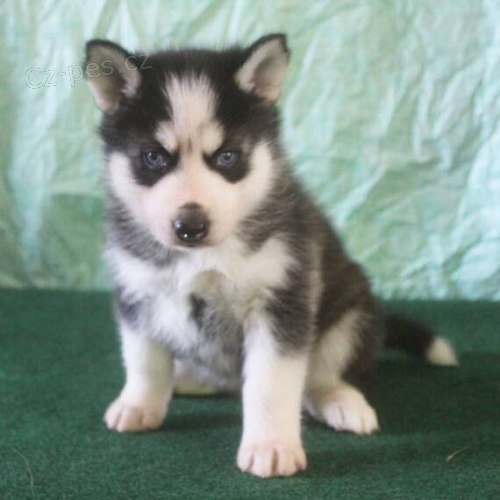 Rozkon sibisk husky s krsnma modrma oima k adopci