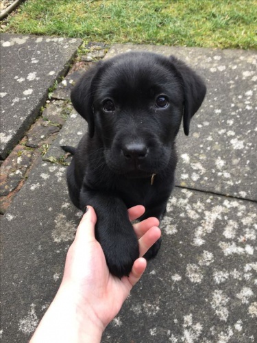 Zdrav tata ernho labradora k adopci.