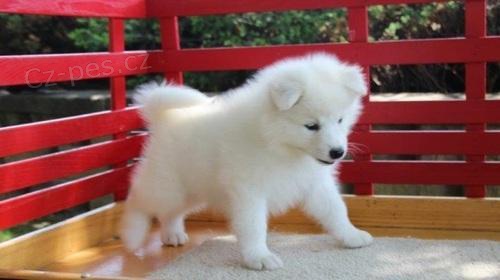 Ndhern Samoyed tata pipravena.