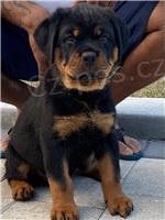 Vysoce kvalitn tata rottweiler.