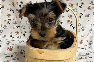 Yorkie terir tata k adopci.