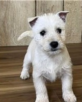 tata West Highland White Terrier.