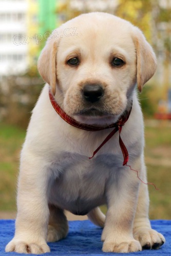 Prodm zdrav a krsn tata labradorskho retrvra pejska a fenky.