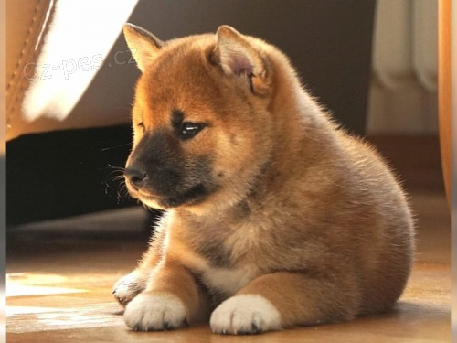 tata Shiba Inu pro nov domovy k adopci