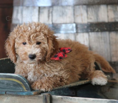 Goldendoodle  =tata mix zlat retrvr / pudl, 