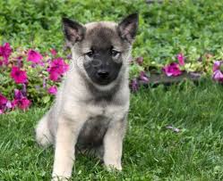 ern norsk elkhound