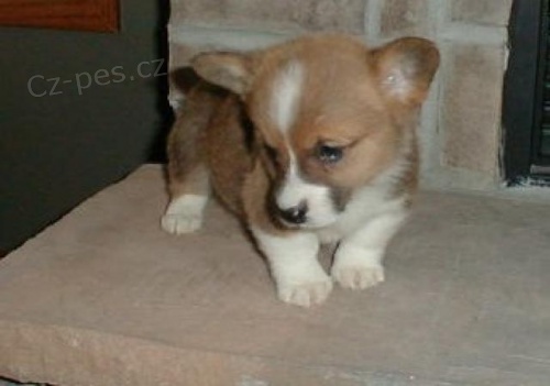 Inteligentn tata Welsh Corgi Pembroke.