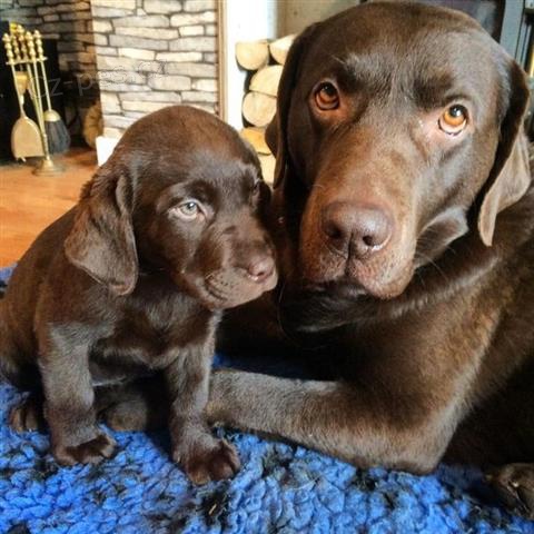 Labrador tata K dispozici.