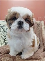 Krsn ttka Shih Tzu.