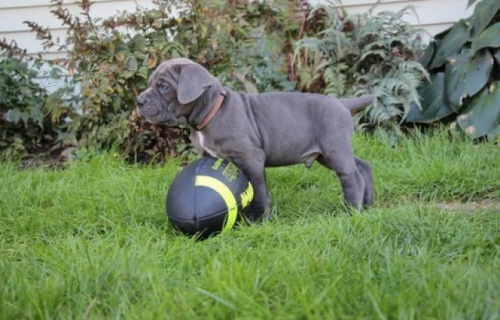 Italsk ttka Cane Corso.