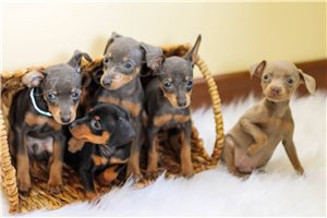 Doberman Pinscher tata.