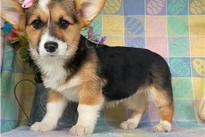 K dispozici ttka Corgi.