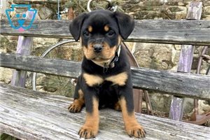 tata rottweiler.